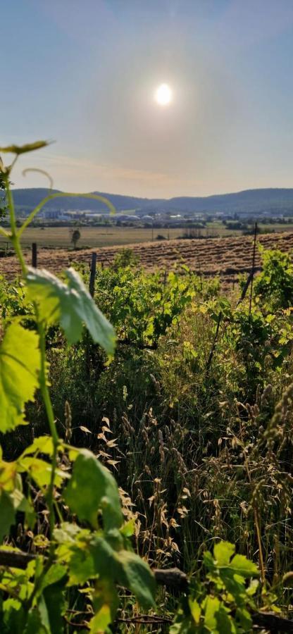 Podere La Selva Rapolano Terme Dış mekan fotoğraf